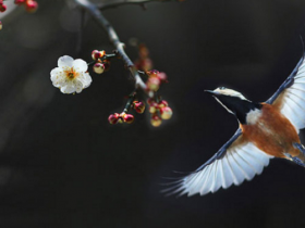 《夜莺和布谷鸟》《车尔尼第55条》——第142课