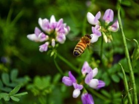 蜜蜂和苜宿/599-54练习视频